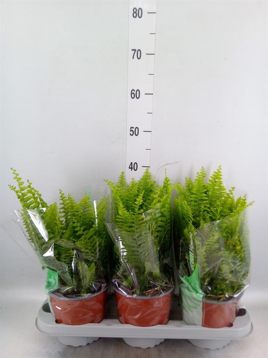 <h4>Nephrolepis exal. 'Green Moment'</h4>
