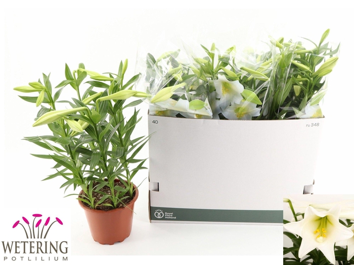 <h4>LIL LO MIRACLE</h4>