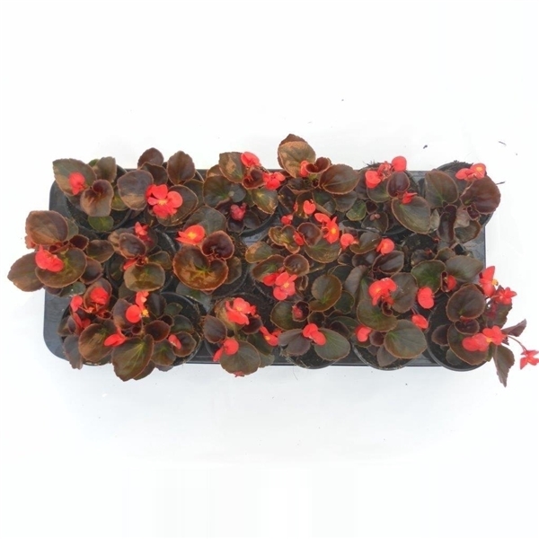 <h4>Begonia Semperfl., diverse kleuren</h4>