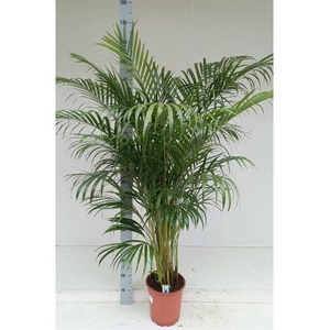 DYPSIS LUTESCENS P24 160CM