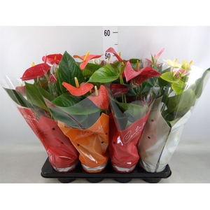 Anthurium   ...mix 4