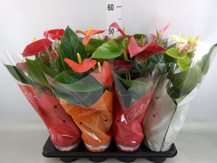 <h4>Anthurium   ...mix 4</h4>