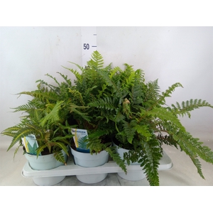 Ferns   ...mix