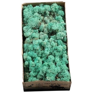 Ijslandmos (reindeer) Pacific Groen