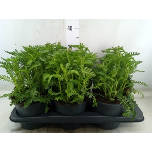 Achillea millef.