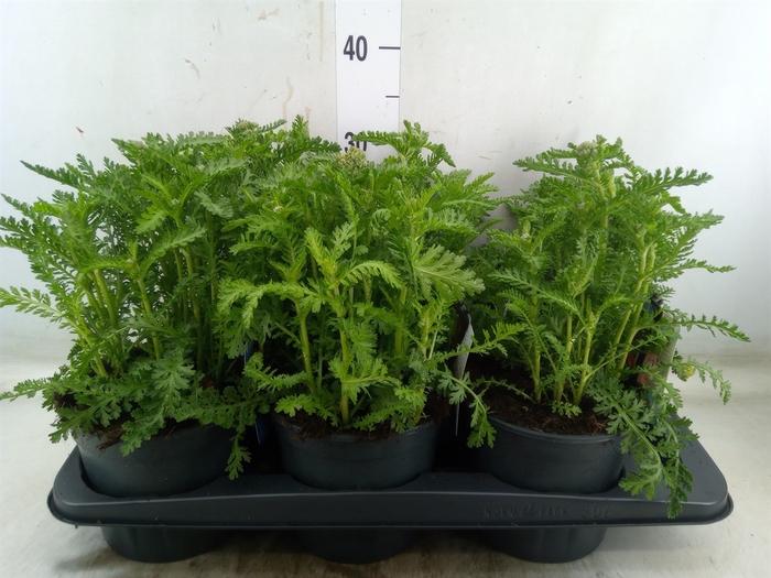 <h4>Achillea millef.</h4>