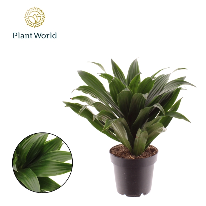 <h4>Dracaena Fragrans Compacta</h4>