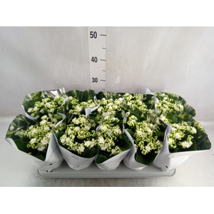 Kalanchoe blos. 'Perfecta White'