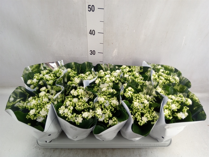 <h4>Kalanchoe blos. 'Perfecta White'</h4>