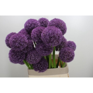 Allium   ...GR