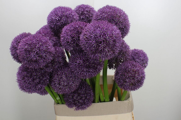 <h4>Allium   ...GR</h4>