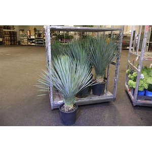 Yuc Rostrata