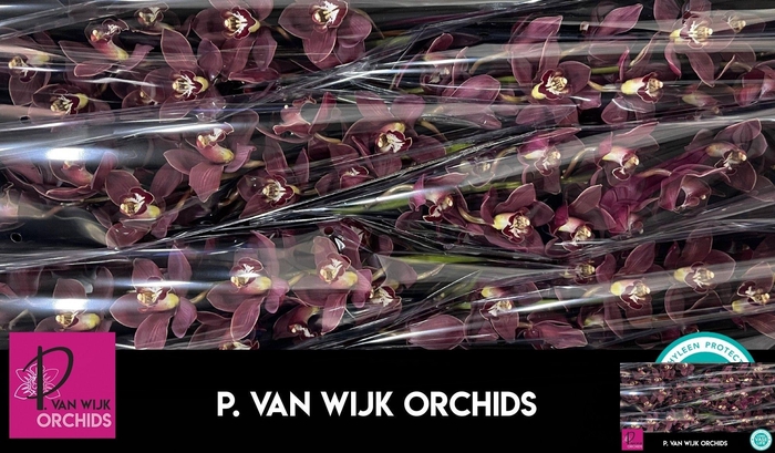 <h4>CYMB T PRIWINE</h4>