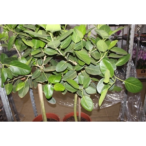 FICUS BENGHALENSIS P40