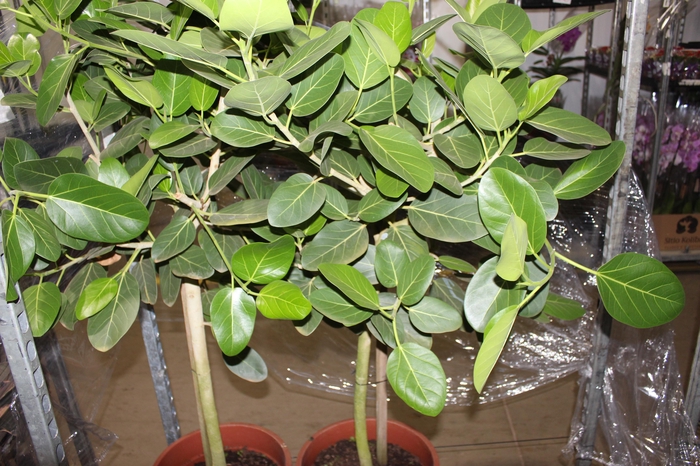 FICUS BENGHALENSIS P40