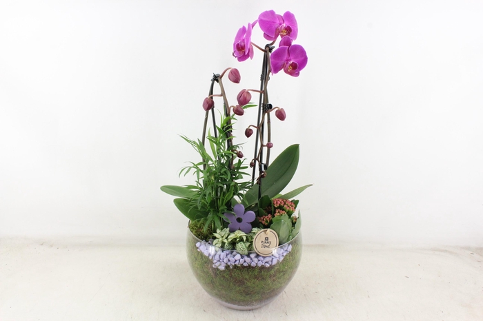 <h4>arr2 PL - Glas Henrik phal. lila V2</h4>