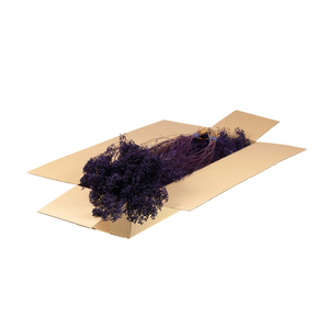 Broom Bloom Bunch Sb Purple