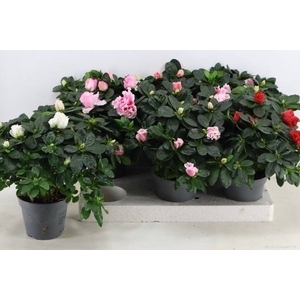 RHODO SI VOGEL GEM