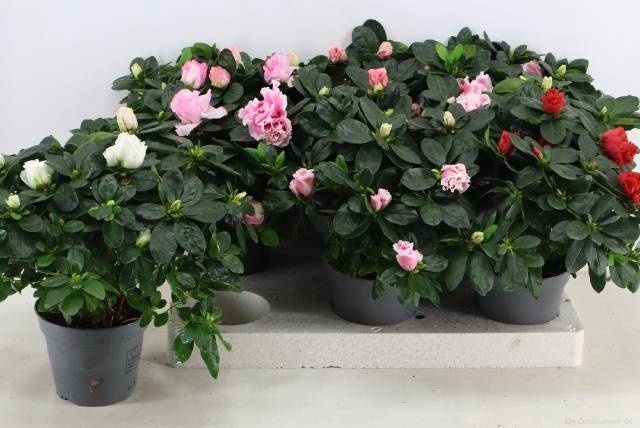 <h4>RHODO SI VOGEL GEM</h4>