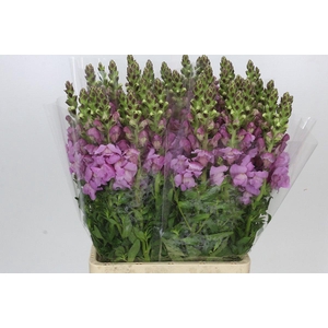 Antirrhinum Potomac Lavender