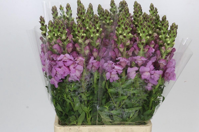 Antirrhinum Potomac Lavender