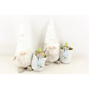 arr4 Hyacint JS - Gnome white gold