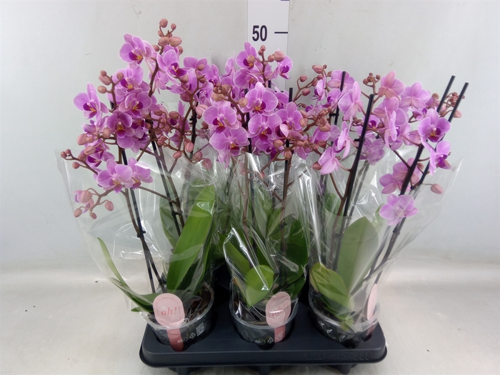 <h4>Phalaenopsis multi.   ...rose</h4>