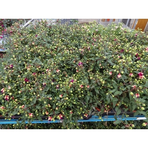 FUCHSIA MIXK