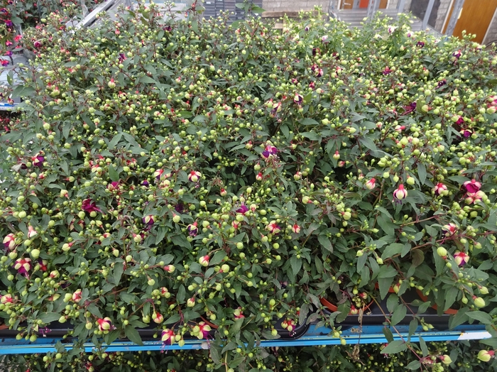 <h4>FUCHSIA MIXK</h4>