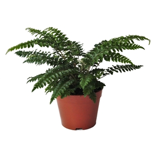 Polystichum Polyblepharum (Winterhard)