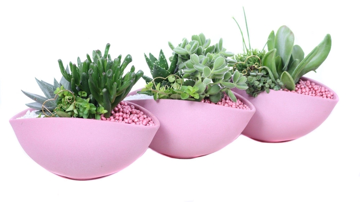 <h4>Mix suc 8,5 en 10,5 met groene plant in roze ovaleschaal met gri</h4>