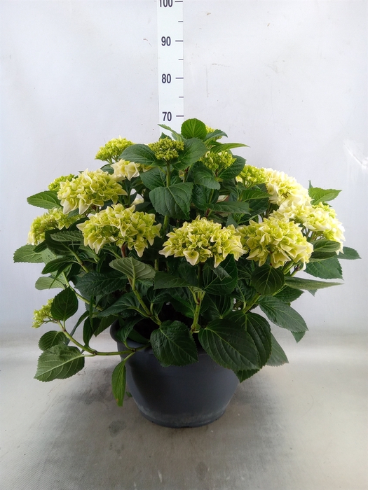 <h4>Hydrangea mac.</h4>