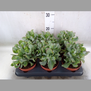 Crassula arborescens 'Petit Wave'