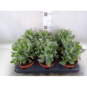 Crassula arborescens 'Petit Wave'