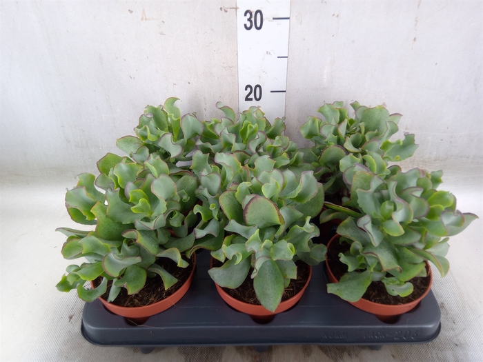 <h4>Crassula arborescens 'Petit Wave'</h4>
