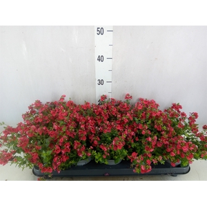 Diascia  'Piccadilly Red'