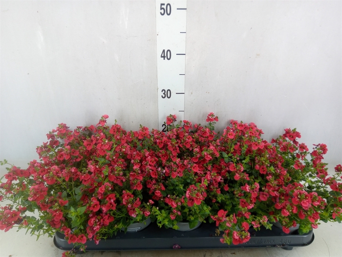 <h4>Diascia  'Piccadilly Red'</h4>