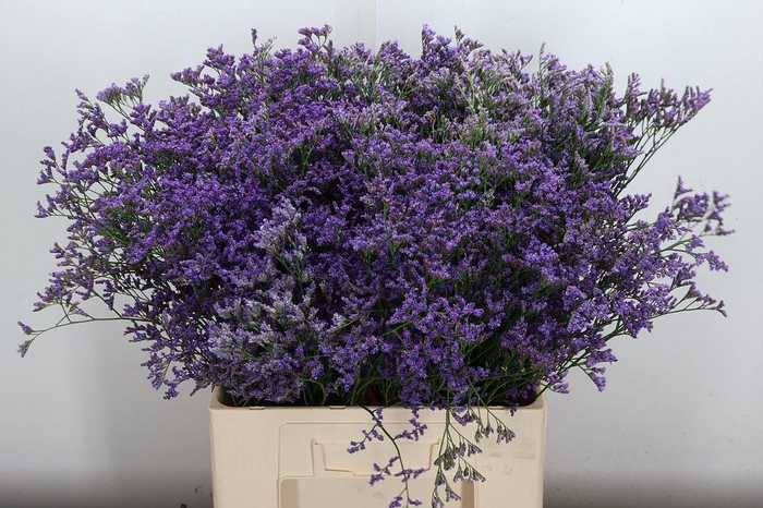 <h4>Lim Maine Blue</h4>