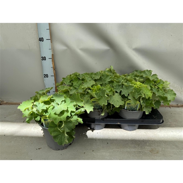 Alchemilla mollis