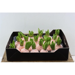 Wax Hyacinth Snow Oranje