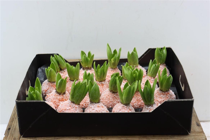 <h4>Wax Hyacinth Snow Oranje</h4>