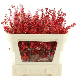 Ilex Verticillata Ro