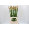 Nerine Vesta K