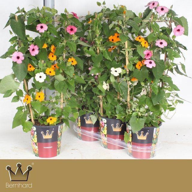 <h4>Thunbergia gemengd 3 kleuren</h4>
