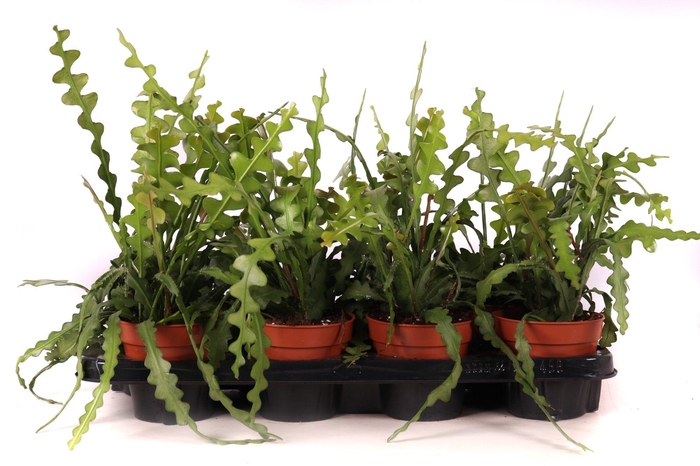 <h4>Epiphyllum anguliger 12 cm</h4>