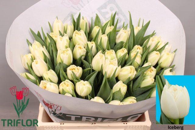 <h4>TU DU ICEBERG</h4>