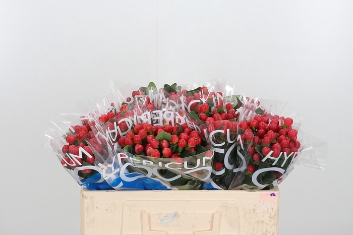 <h4>Hyp Coco Tango</h4>