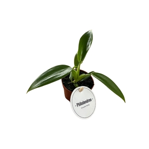 Philodendron Panduriforme