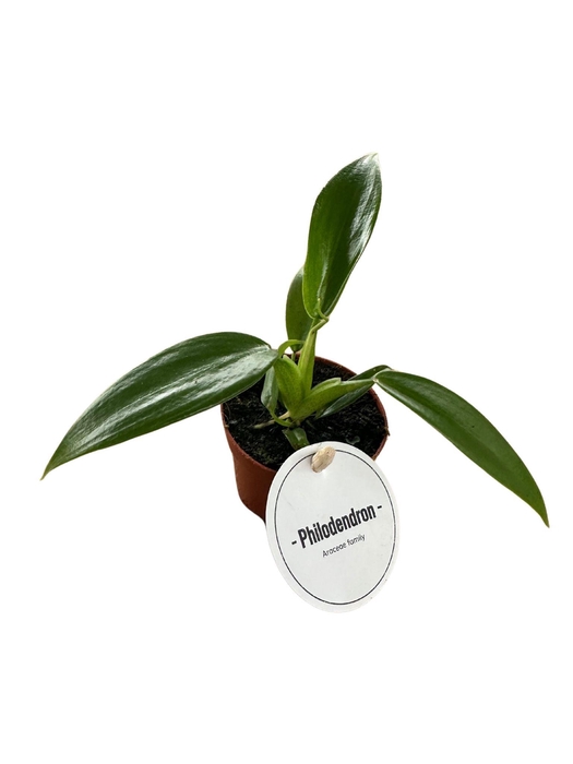 <h4>Philodendron Panduriforme</h4>