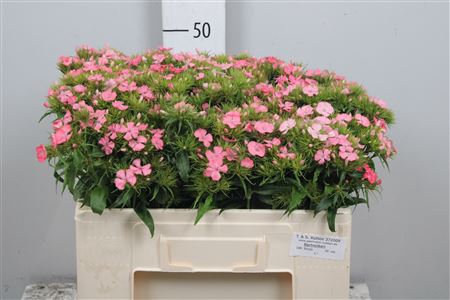 <h4>Di Barb Pink Beauty</h4>